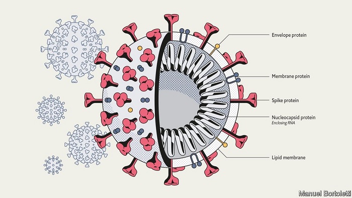 S1 and S2 Spike Protein